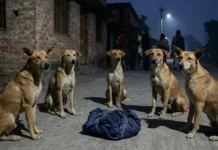 রাস্তায় ফেলে যাওয়া নবজাতককে সারা রাত পাহারা দিল কুকুরদের দল